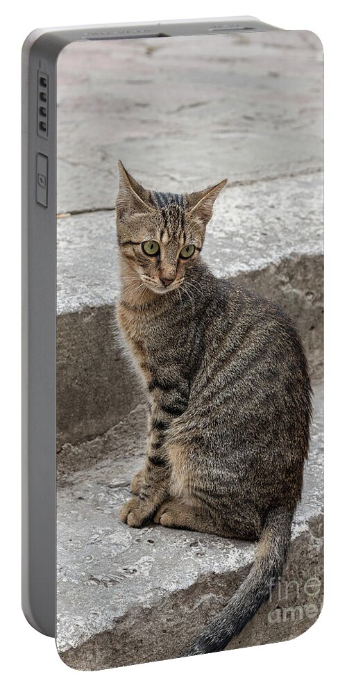Cat Portable Battery Charger featuring the photograph Montenegro Kotor Kitty by Antony McAulay