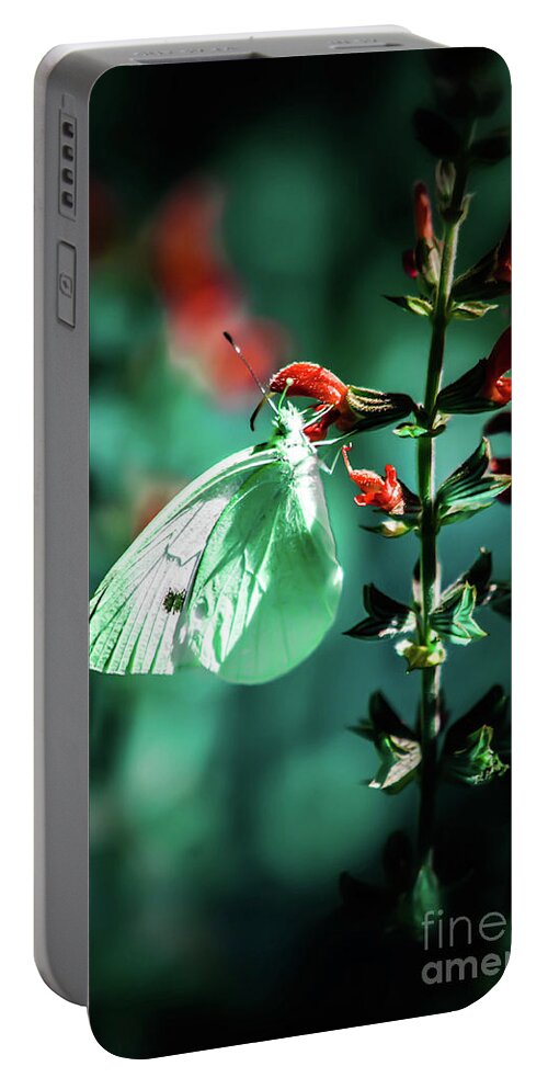 Butterfly Portable Battery Charger featuring the photograph Moonlight butterfly by Gerald Kloss