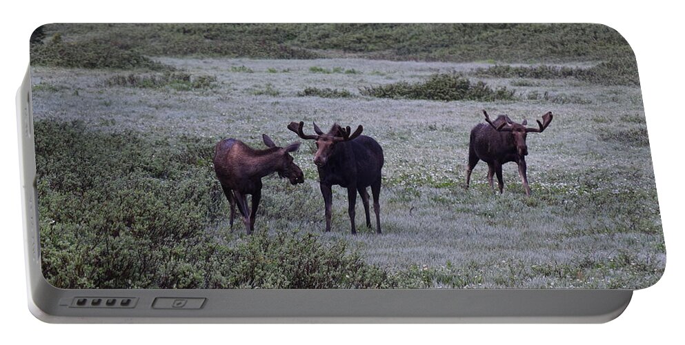 Animal Portable Battery Charger featuring the photograph Moose Cameron Pass CO #3 by Margarethe Binkley