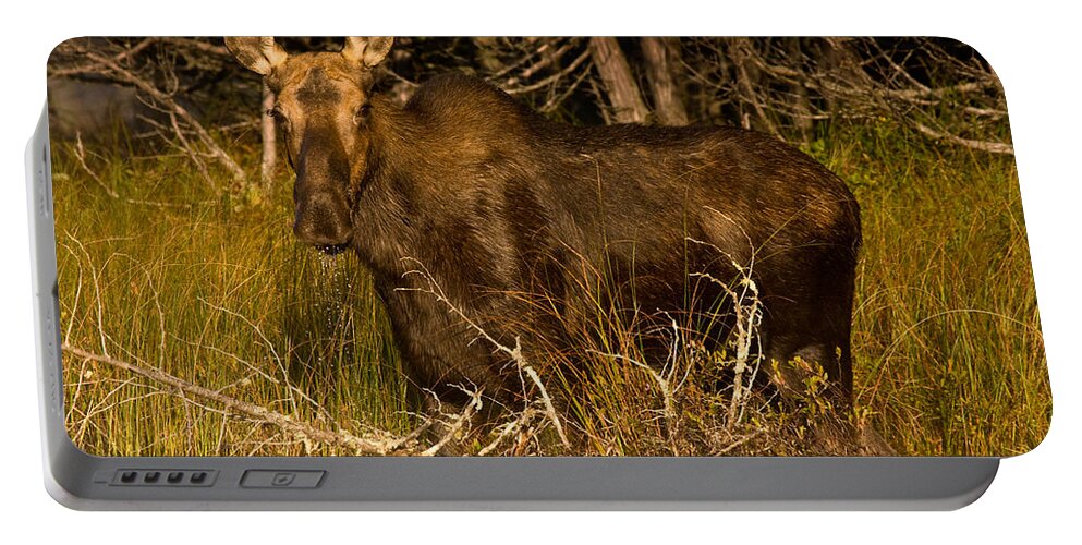 Moose Portable Battery Charger featuring the photograph Moose of Prong Pond by Brent L Ander