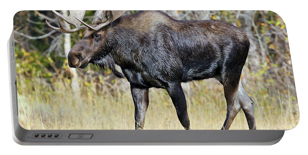 Bull Portable Battery Charger featuring the photograph Moose on the Move by Wesley Aston