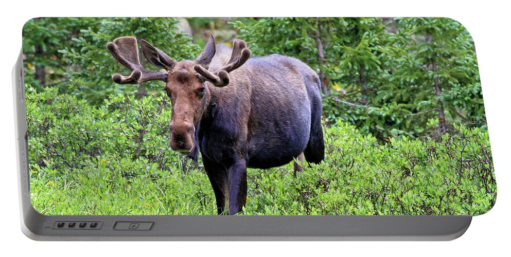 Moose Portable Battery Charger featuring the photograph Moose Trail by Scott Mahon