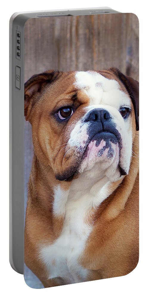 Dog Portable Battery Charger featuring the photograph Moosie Portrait by Lori Knisely