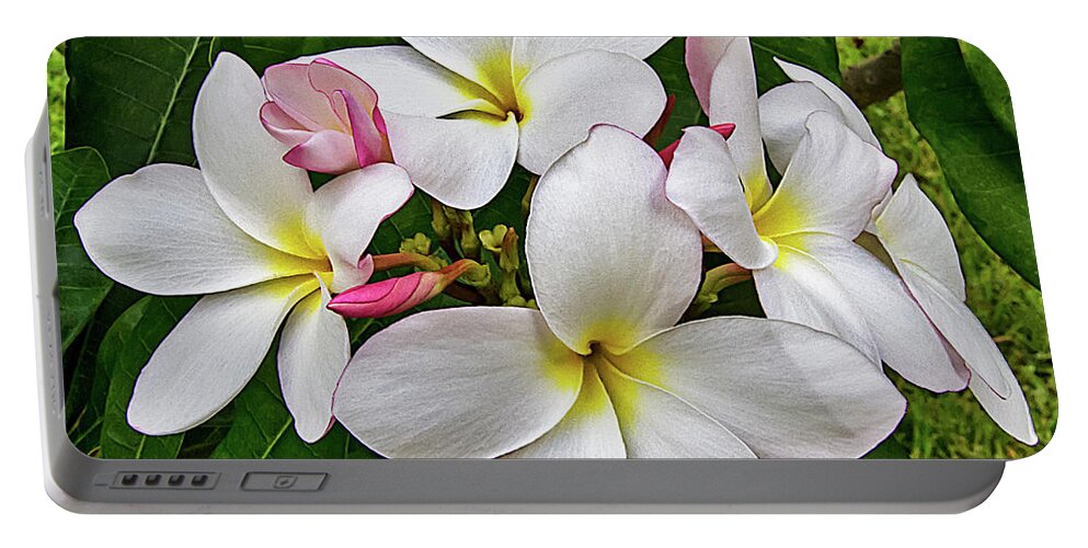 Frangipani Portable Battery Charger featuring the photograph More Plumeria Flowers in Key West by Bob Slitzan