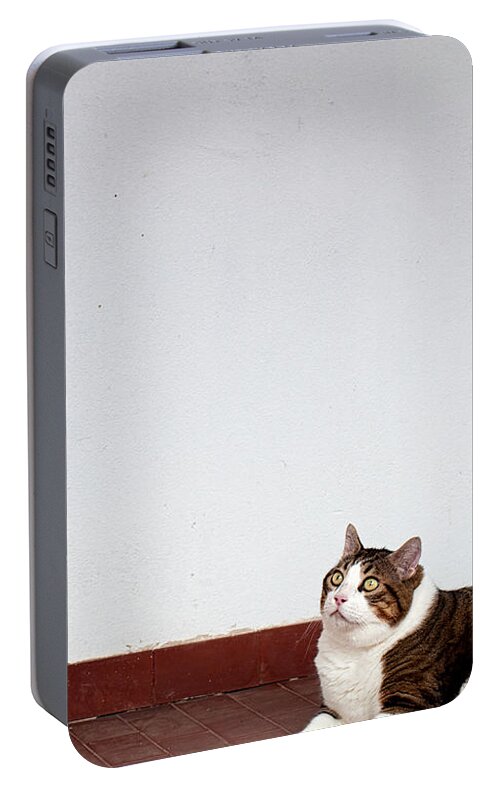 Cat Portable Battery Charger featuring the photograph Morfeas by Laura Melis