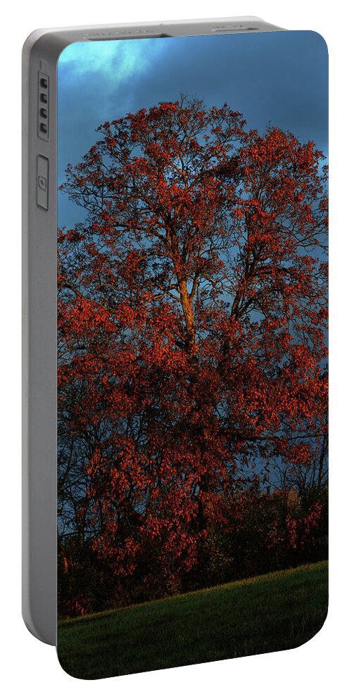 Tree Portable Battery Charger featuring the photograph Morning Sun by Bob Welch