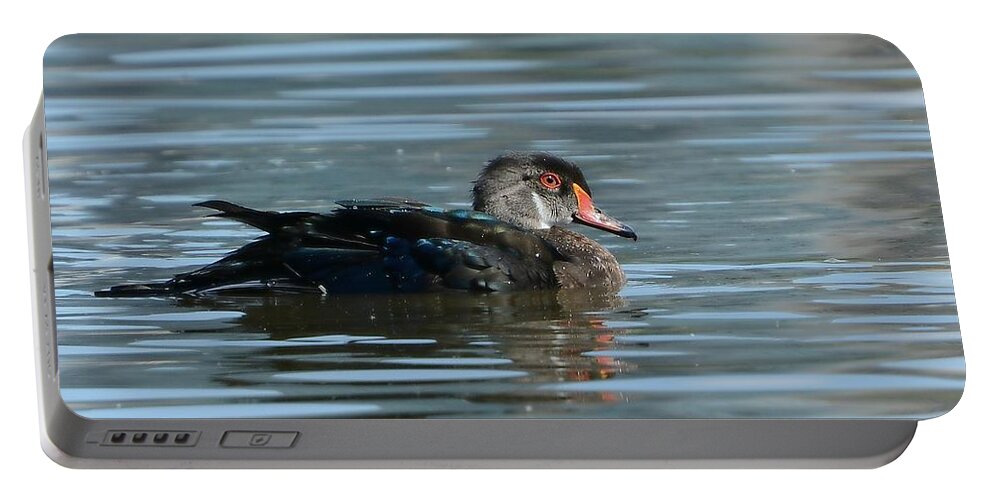 Wood Duck Portable Battery Charger featuring the photograph Morning Swim 3 by Fraida Gutovich
