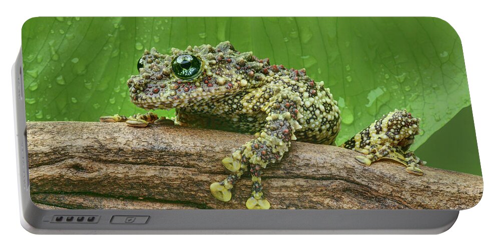 Frogs Portable Battery Charger featuring the photograph Mossy Frog by Nikolyn McDonald