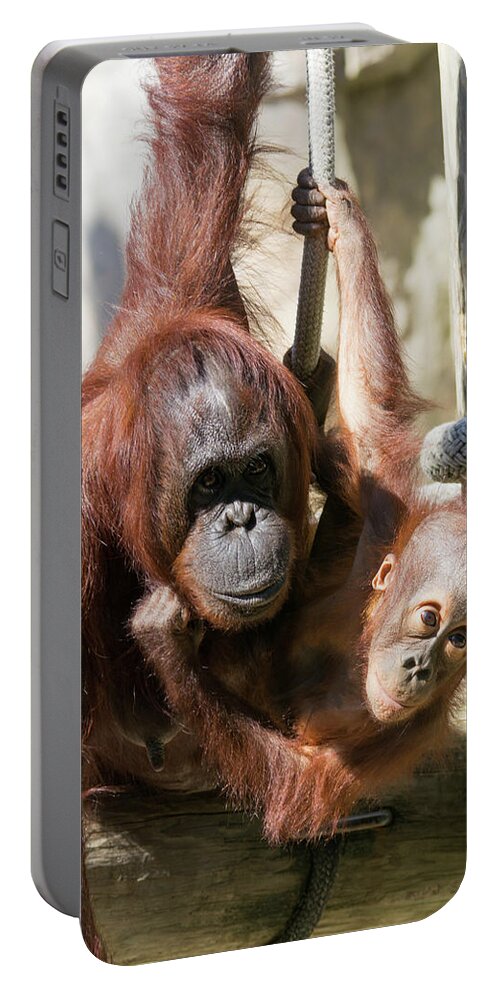 Orangutan Portable Battery Charger featuring the photograph Mother and Baby Waiting For Lunch by John Black