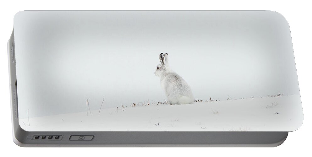 Mountain Portable Battery Charger featuring the photograph Mountain Hare Sat In Snow by Pete Walkden