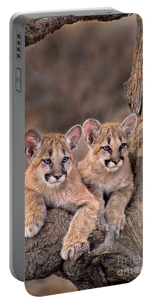 Dave Welling Portable Battery Charger featuring the photograph Mountain Lion Cubs Felis Concolor Captive by Dave Welling