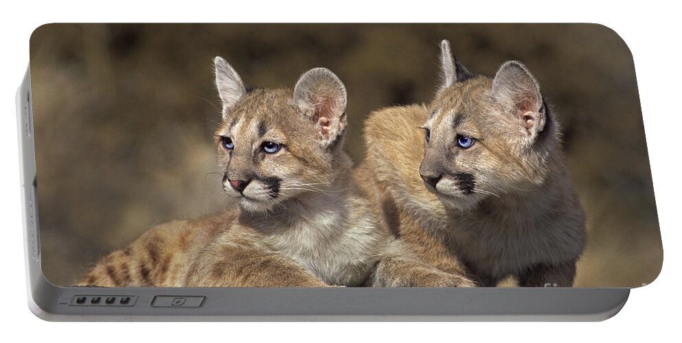 Mountain Lion Portable Battery Charger featuring the photograph Mountain Lion Cubs on Rock Outcrop by Dave Welling