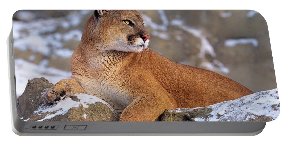 North America Portable Battery Charger featuring the photograph Mountain Lion on Snow-covered Rock Outcrop by Dave Welling