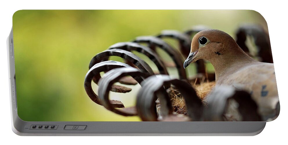 Mourning Dove Portable Battery Charger featuring the photograph Mourning Dove In A Flower Planter by Debbie Oppermann