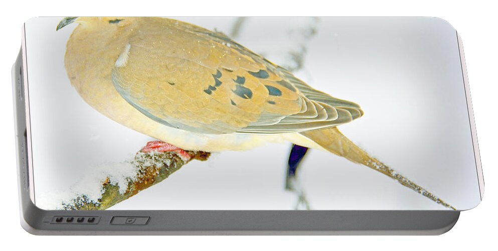 Zenaiada Macroura Portable Battery Charger featuring the photograph Mourning Dove in Snow Animal Portrait by A Macarthur Gurmankin