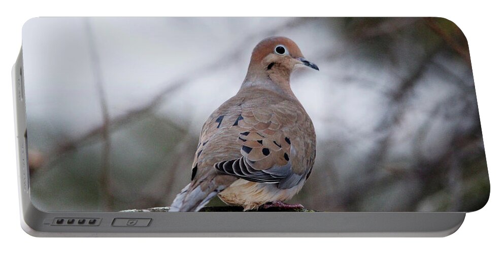 Dove Portable Battery Charger featuring the photograph Mourning Dove Sitting Pretty by Debbie Oppermann