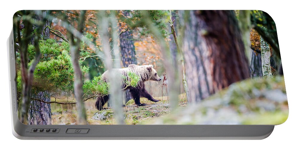 Moving Bear Portable Battery Charger featuring the photograph Moving Bear by Torbjorn Swenelius