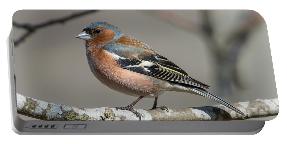 Mr Chaffinch Portable Battery Charger featuring the photograph Mr Chaffinch by Torbjorn Swenelius