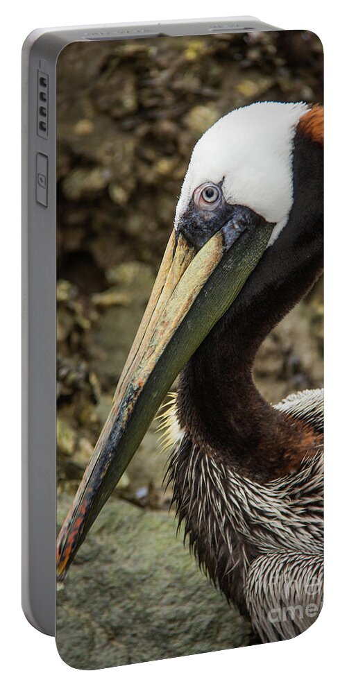 2016 Portable Battery Charger featuring the photograph Mr. Cool Wildlife Art by Kaylyn Franks by Kaylyn Franks