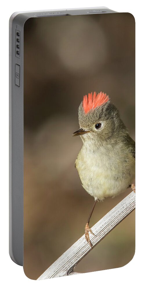 Ruby-crowned Portable Battery Charger featuring the photograph Mr Kinglet by Mircea Costina Photography