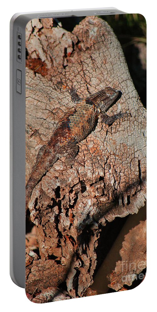 Reptilian Portable Battery Charger featuring the photograph Mr. Lizard - Tucson Arizona by Donna Greene