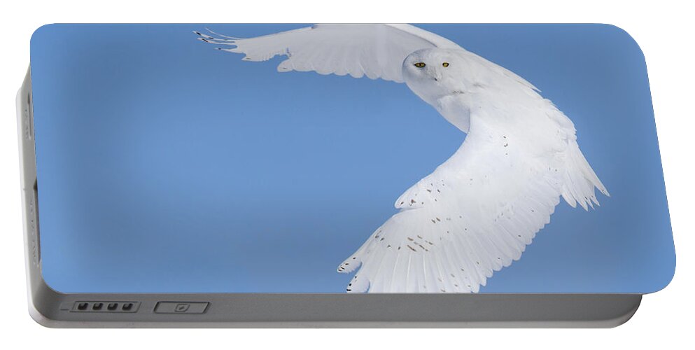Art Portable Battery Charger featuring the photograph Mr Snowy Owl by Mircea Costina Photography
