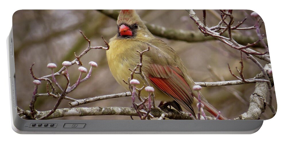 Cardinal Portable Battery Charger featuring the photograph Mrs Cardinal by Douglas Stucky