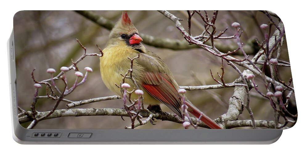 Cardinal Portable Battery Charger featuring the photograph Mrs Cardinal II by Douglas Stucky