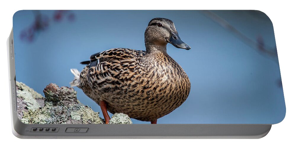 Duck Portable Battery Charger featuring the photograph Mrs. Mallard by Cathy Kovarik