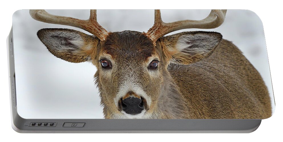 White-tailed Deer Portable Battery Charger featuring the photograph Mug Shot by Tony Beck