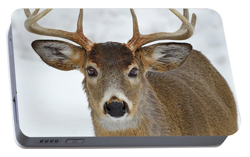 White-tailed Deer Portable Battery Charger featuring the photograph Mug Shot by Tony Beck
