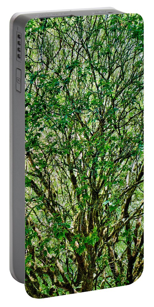 Muir Portable Battery Charger featuring the photograph Muir Woods Study 23 by Robert Meyers-Lussier