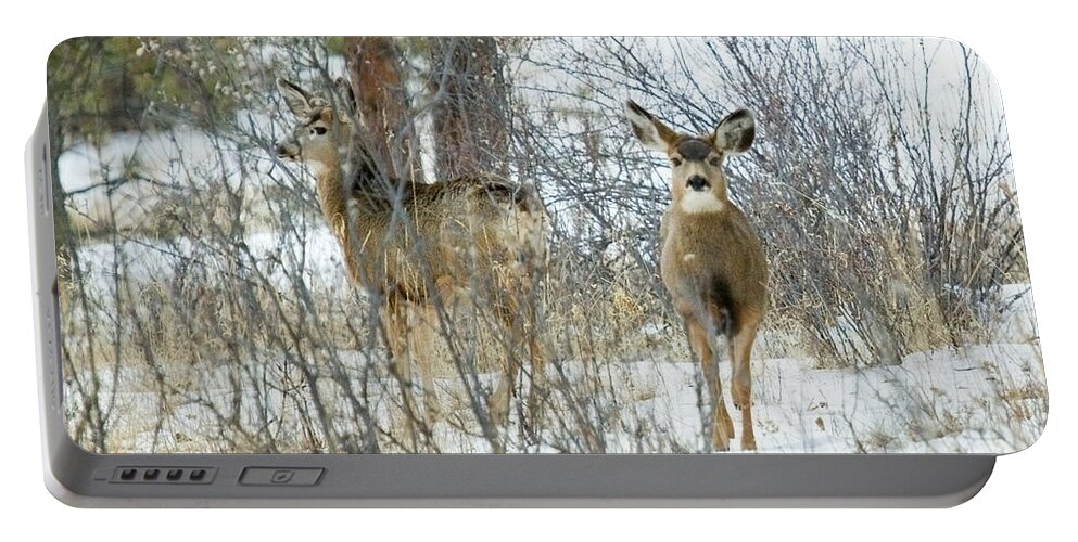 Deer Portable Battery Charger featuring the photograph Mule Deer Does in Snow by Steven Krull