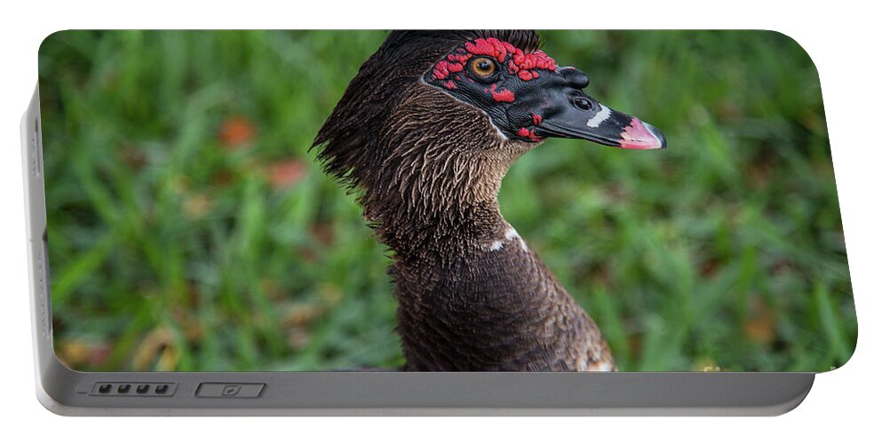 Muscovy Portable Battery Charger featuring the photograph Muscovy Duck-0318 by Steve Somerville