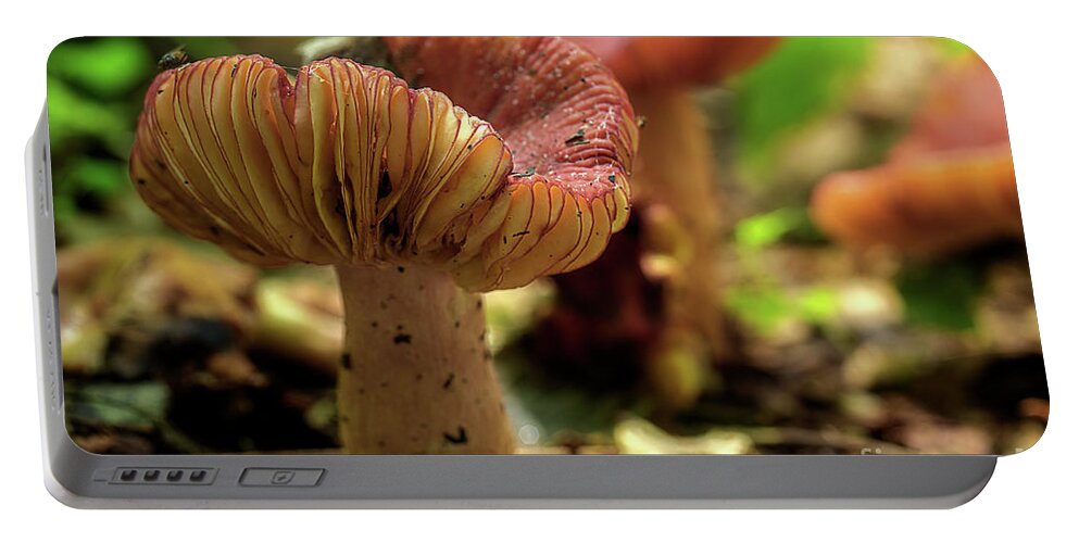Woodland Mushrooms Portable Battery Charger featuring the photograph Mushrooms On The Floor by Michael Eingle