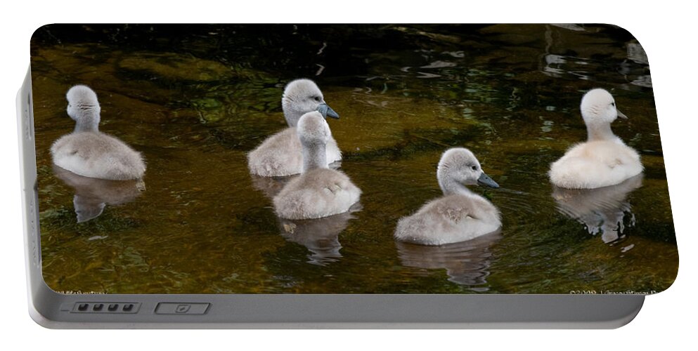 Swans Portable Battery Charger featuring the photograph Mute Swan Babes by JGracey Stinson