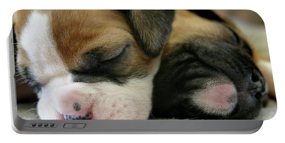 Dog Portable Battery Charger featuring the photograph Nap Time by Bob Cournoyer