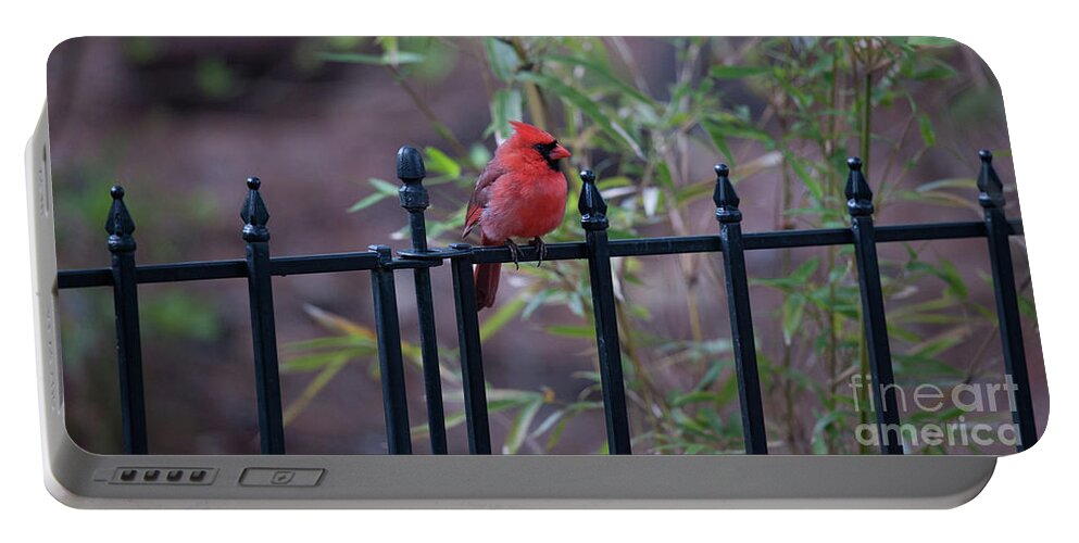 Red Bird Portable Battery Charger featuring the photograph Nature Calling by Dale Powell