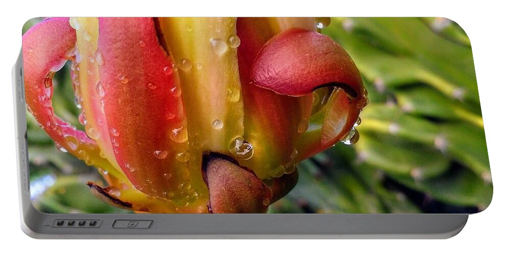 Cactus Portable Battery Charger featuring the digital art Nature Night Blooming Cyrus by Scott S Baker