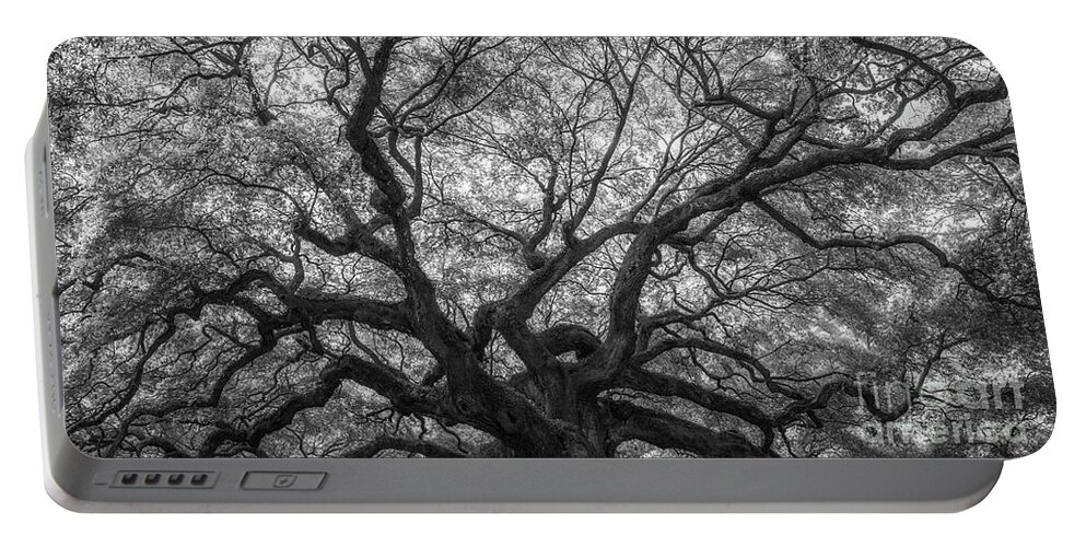 Angel Oak Tree Portable Battery Charger featuring the photograph Natures Canopy Pano BW by Michael Ver Sprill