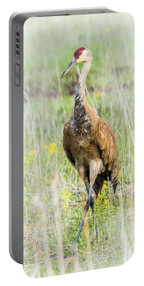  Sand Hill Crane (gruidae Portable Battery Charger featuring the photograph Nesting Sandhill Crane by Daniel Hebard