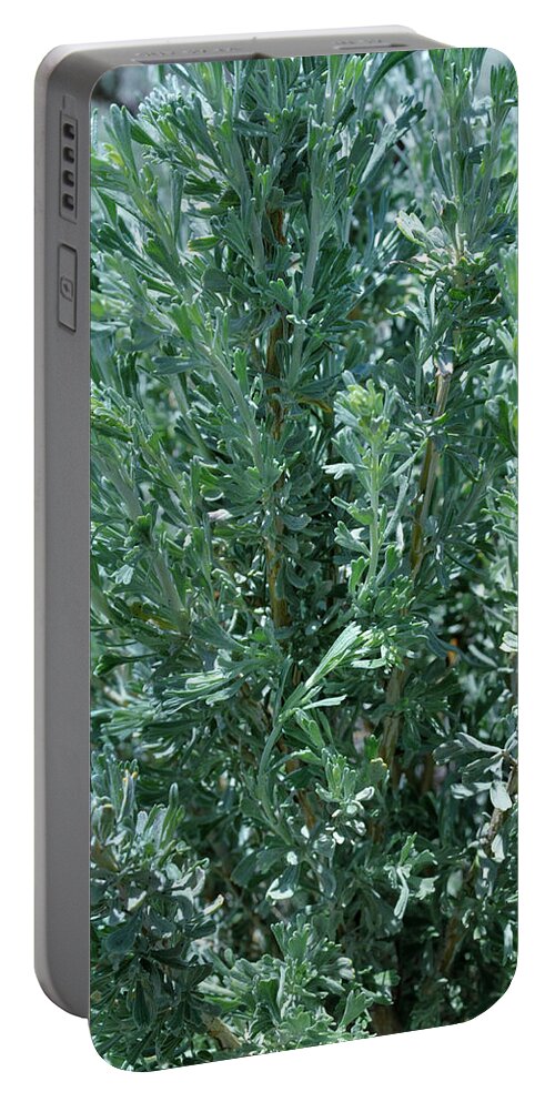 Landscape Portable Battery Charger featuring the photograph New Sage by Ron Cline