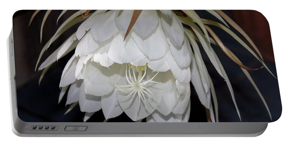 Botanical Portable Battery Charger featuring the photograph Night Blooming Cereus II by Alana Thrower