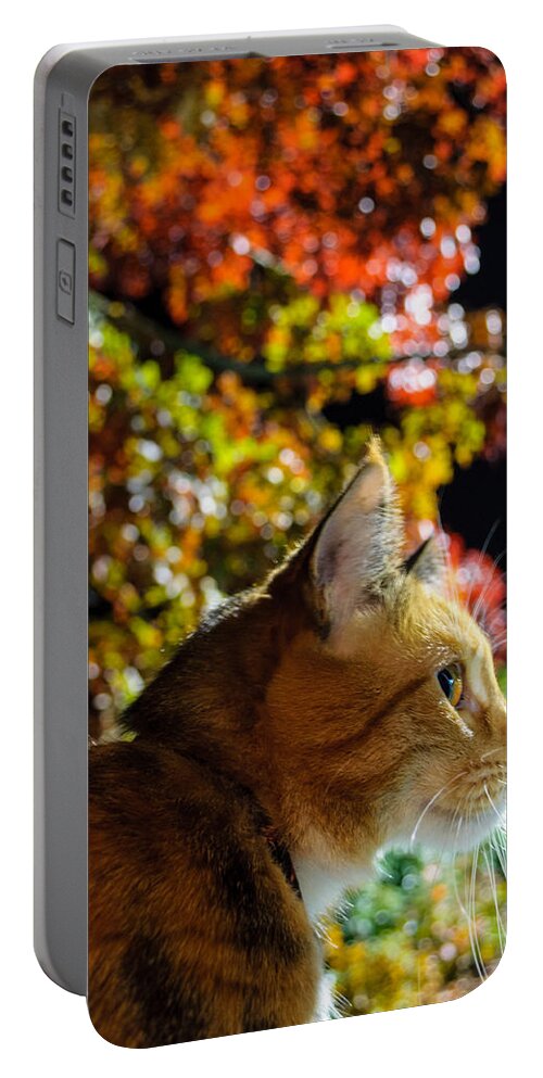 Animal Portable Battery Charger featuring the photograph Night Stalker by Tikvah's Hope