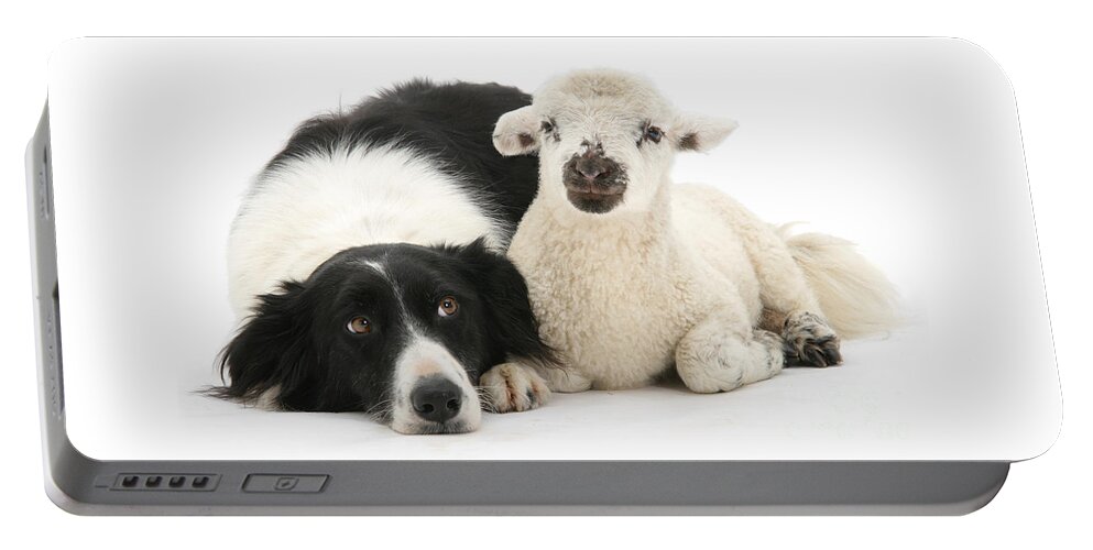 Border Collie Portable Battery Charger featuring the photograph No sheep jokes, please by Warren Photographic