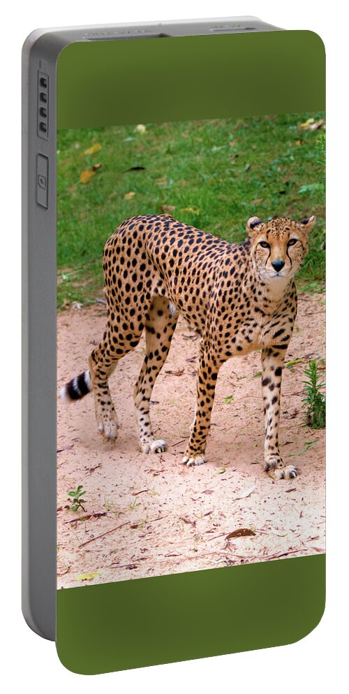 Animal Nature Portable Battery Charger featuring the photograph North African Cheetah by Stephen Melia