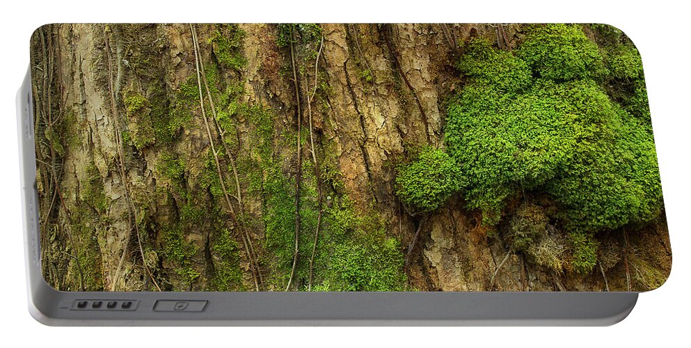 Tree Portable Battery Charger featuring the photograph North Side Of The Tree by Mike Eingle