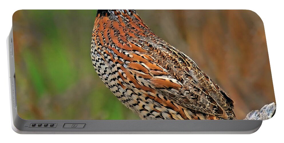 Northern Bobwhite Portable Battery Charger featuring the photograph Northern Bobwhite by Dave Mills