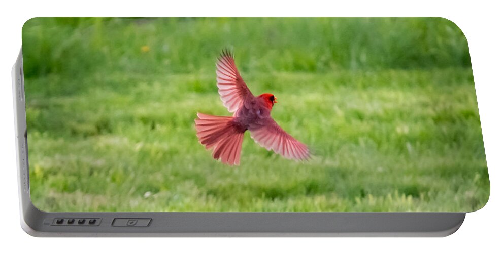 Northern Cardinal Portable Battery Charger featuring the photograph Northern Cardinal in Flight by Holden The Moment