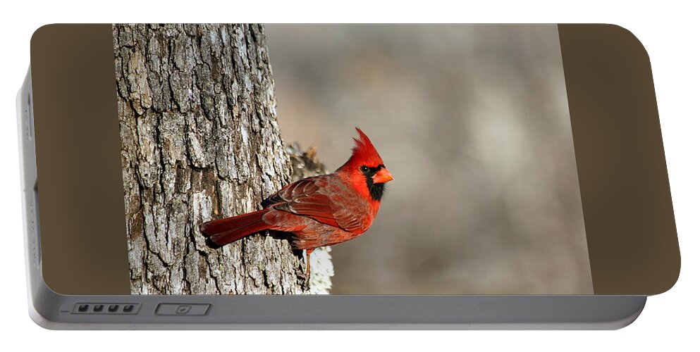 Nature Portable Battery Charger featuring the photograph Northern Cardinal on Tree by Sheila Brown